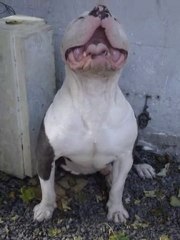 GORILLA BUFFALOS BULLYS  "FARO"