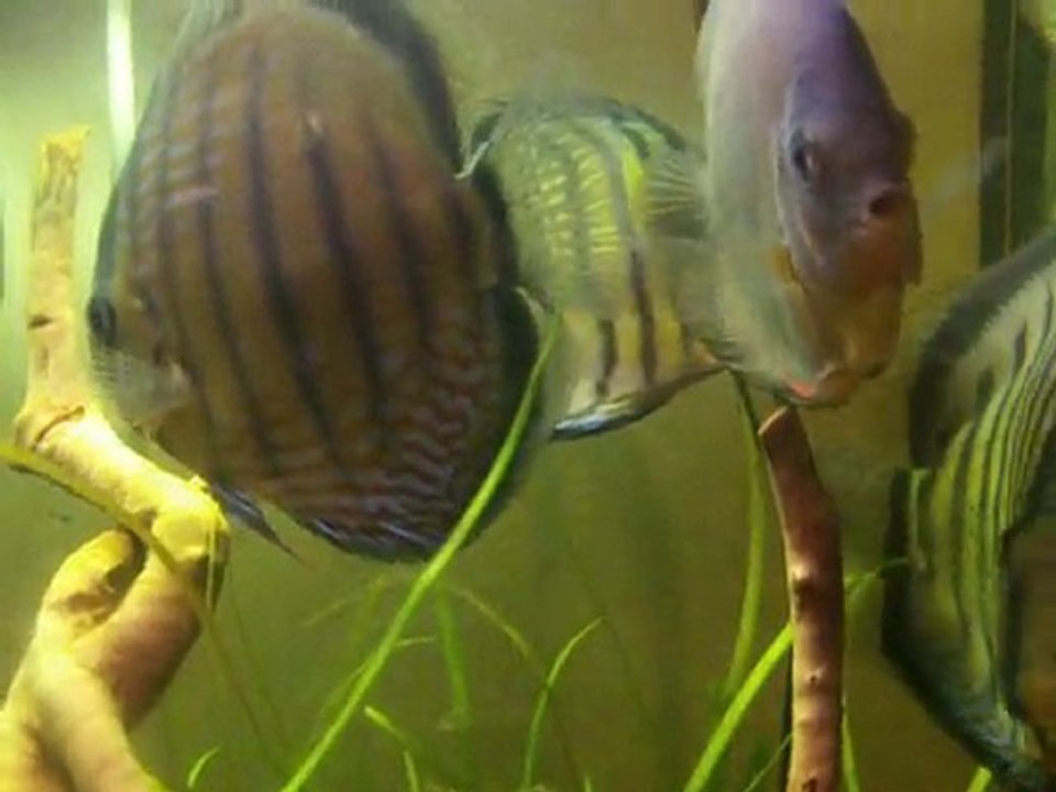 Discus alenquer malade