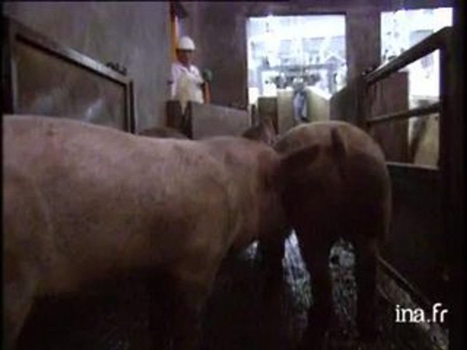 Info? Intox? Des poils de cochons pour la fabrication des écrans de télé à cristaux liquides?