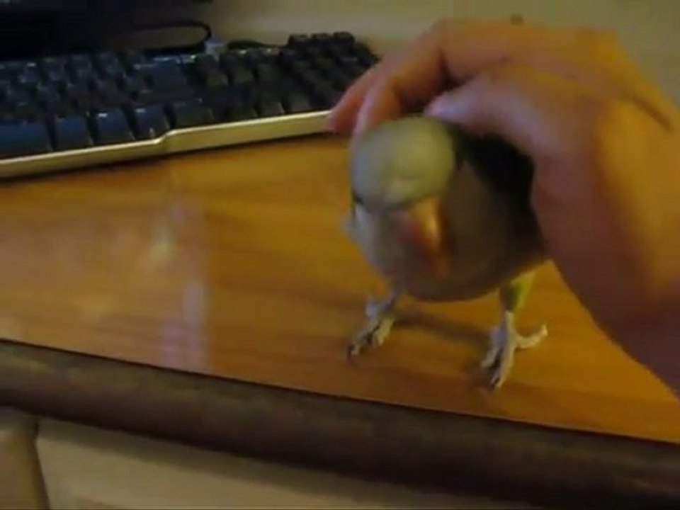 AMAZING Parrot Talking