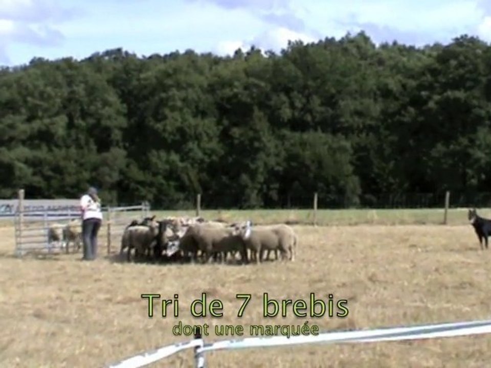 Roy des Mâtins de l'Abbé Rozier à O. Ducros