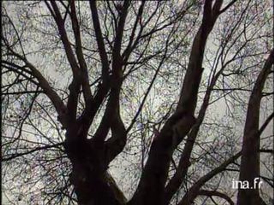 Info? Intox? Une prime de 500.000 francs par arbre sauvé à Paris?