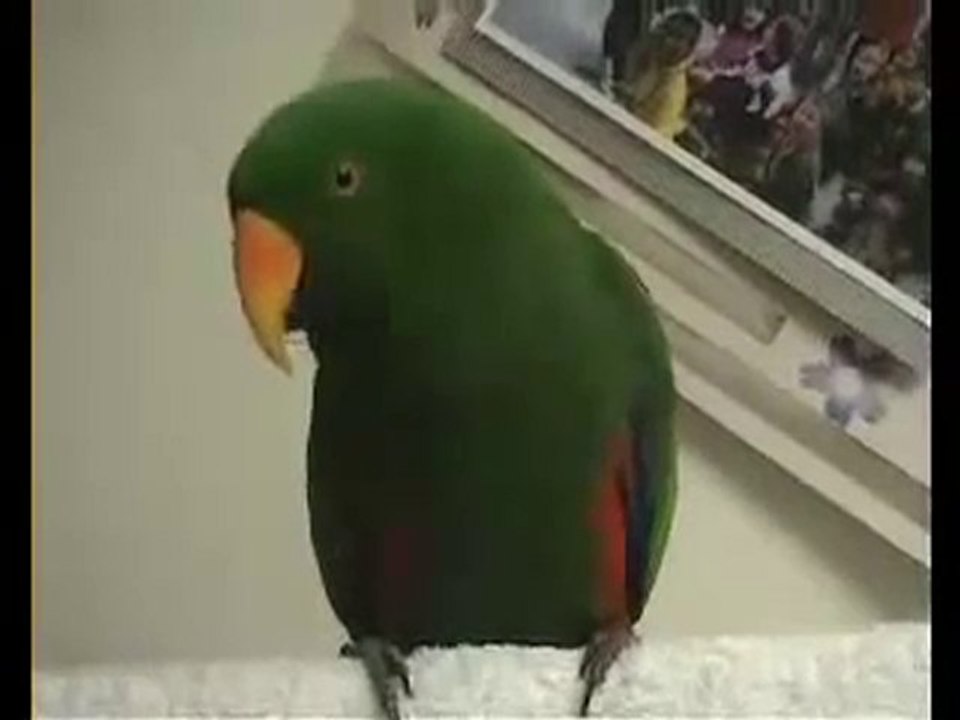 AMAZING Parrot Talking