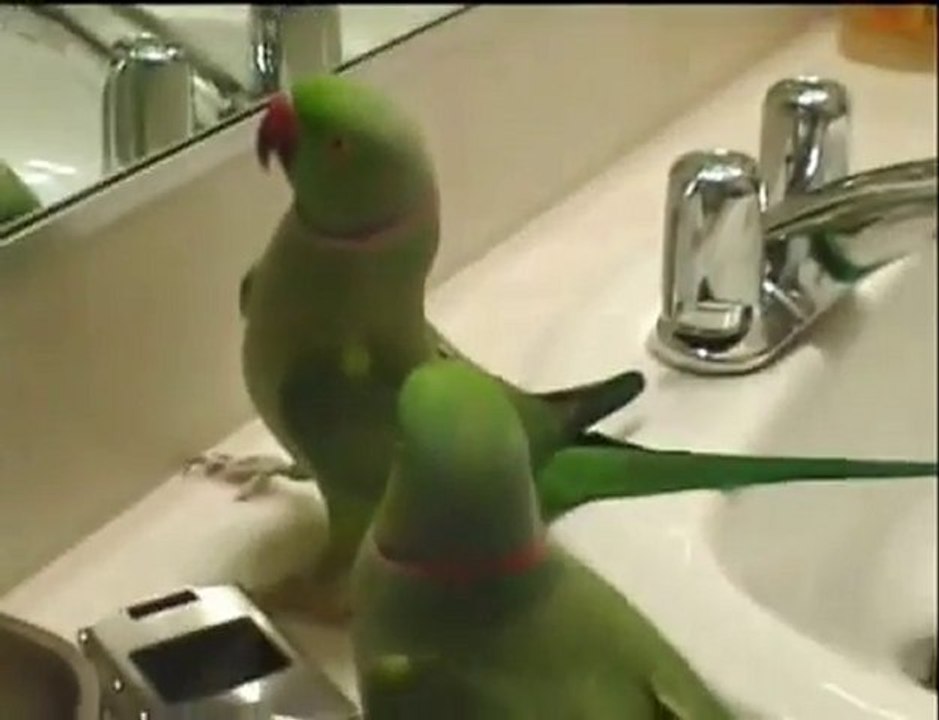 AMAZING Parrot Talking