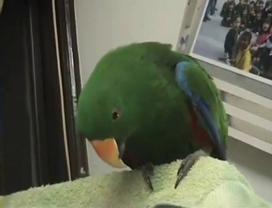 AMAZING Parrot Talking