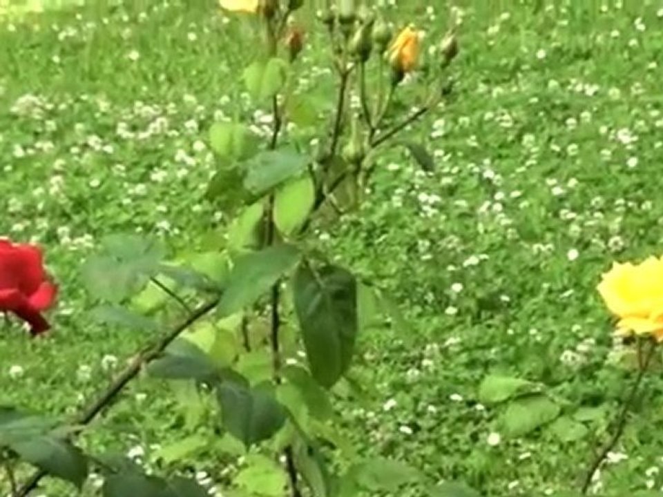 Istanbul Capital of Ex-libris is waiting you