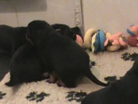 chiots beauceron des gardiens aux coeurs tendres