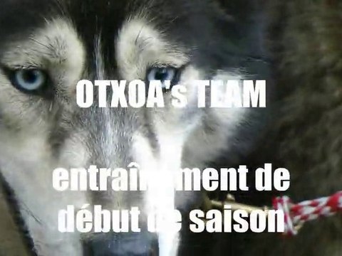 Entraînement chiens de traîneau : début de saison 2010/2011