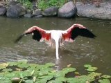 Le jardin botanique a Deshaies - Guadeloupe