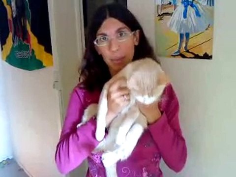 Même les Animagus veulent Harry Potter à Bordeaux