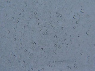 (bis) La croix du Mézenc le dimanche 17 Octobre 2010