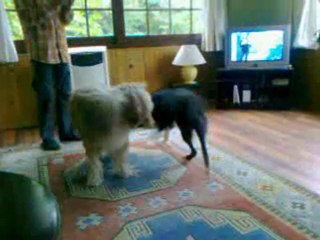 Fanny et Gilou dans le salon 17 oct 2010