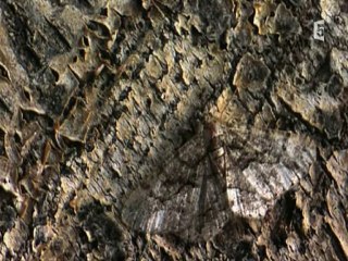 surprenantes petites bêtes(les rois du camouflage) partie 1