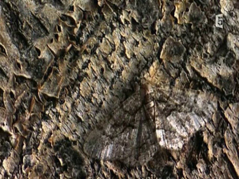 surprenantes petites bêtes(les rois du camouflage) partie 1