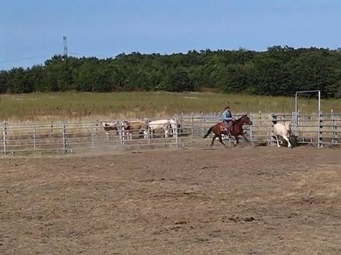 stage tri de betail 82 (2)