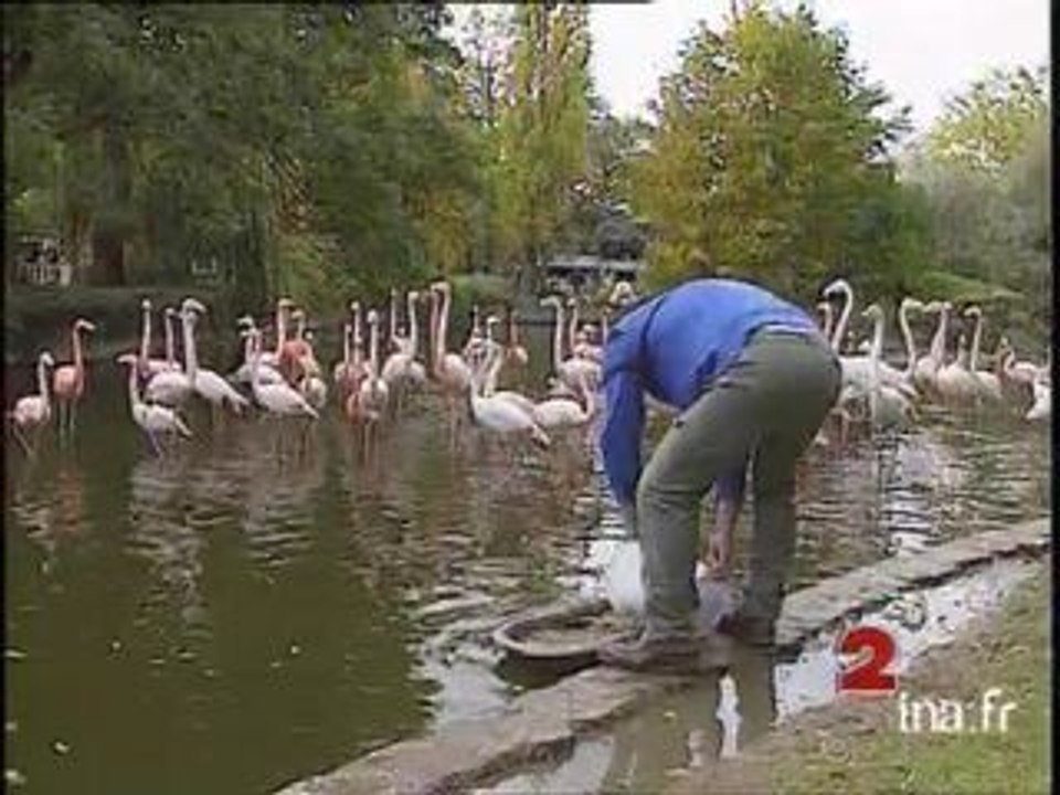 Info ? Intox ? pourquoi les flamants sont-ils roses ?