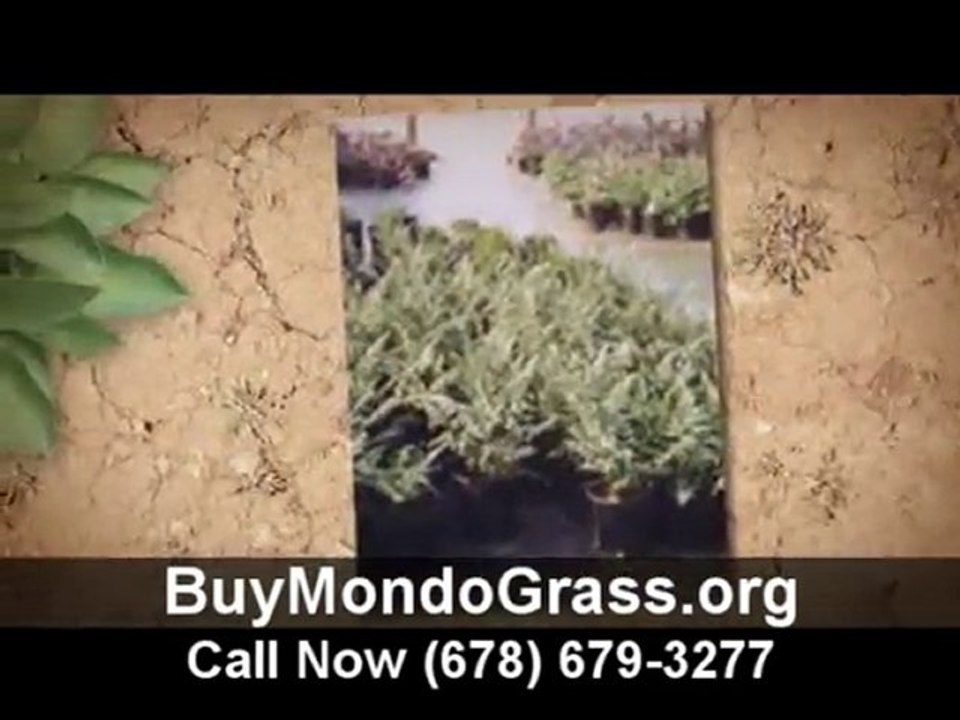 Buy Mondo Grass