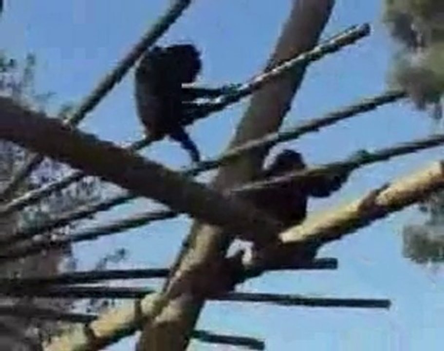 Hayvanlar Alemi Komik Dublaj