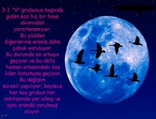 Yaban Kazları ve Hayat Dersi