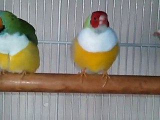 mes goulds mâles