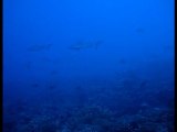 Plongée polynésie, baleine raiatea diving