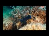 Plongée polynésie, raiatea diving, wreck dive, épave nordby