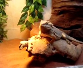 Parade pogona