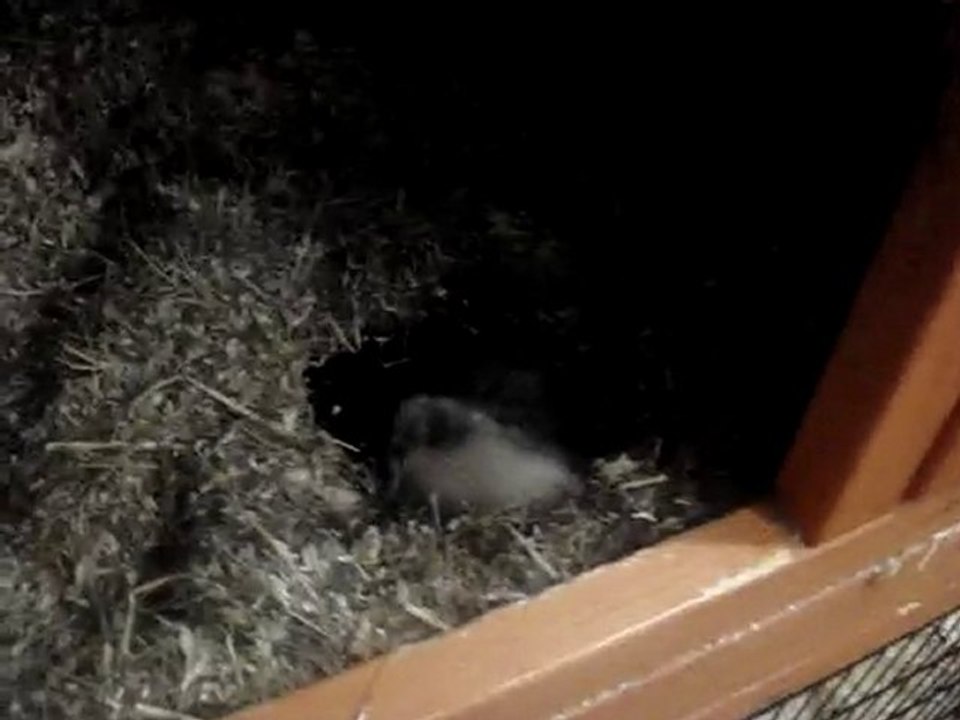 bébés lapins nains 11 jours