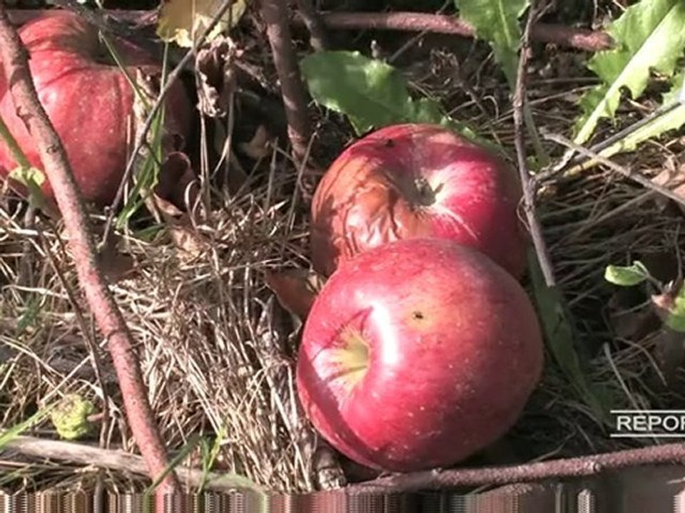 Reportage : Les assurances agricoles