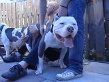 XTREM BULLY PITBULLS 