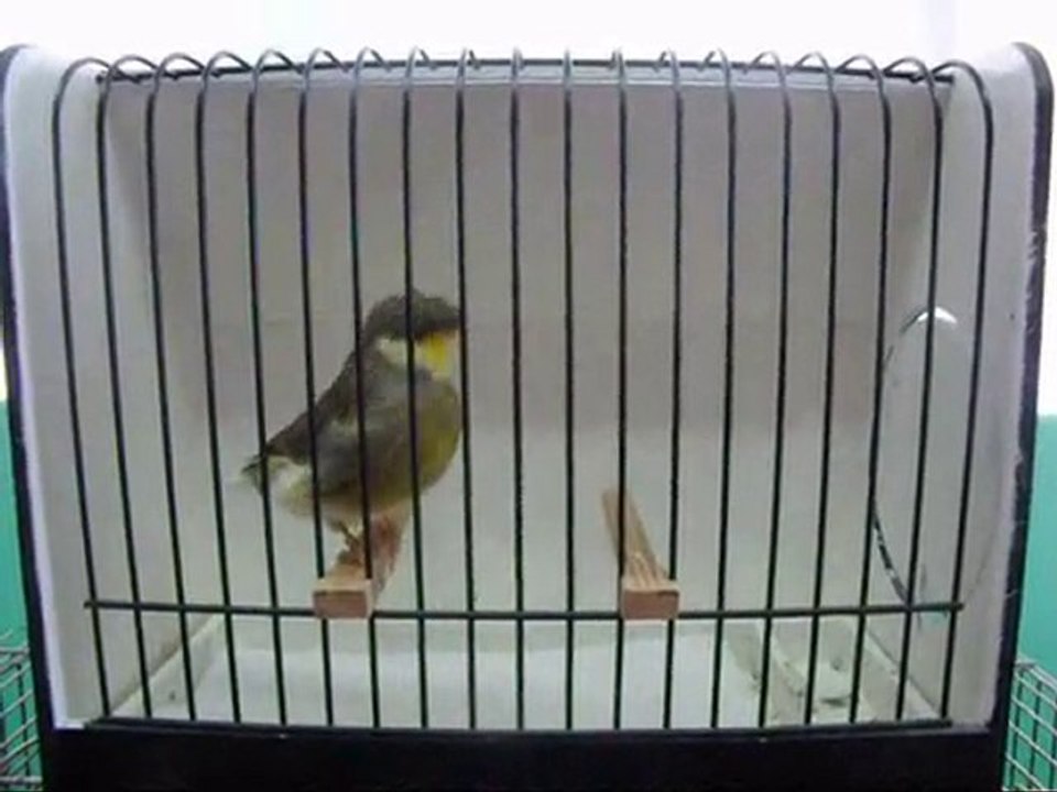 AHRAC TEPELi ERKEK | 052-2010