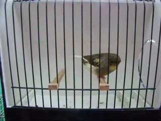 AHRAC KABAK ERKEK | 054-2010