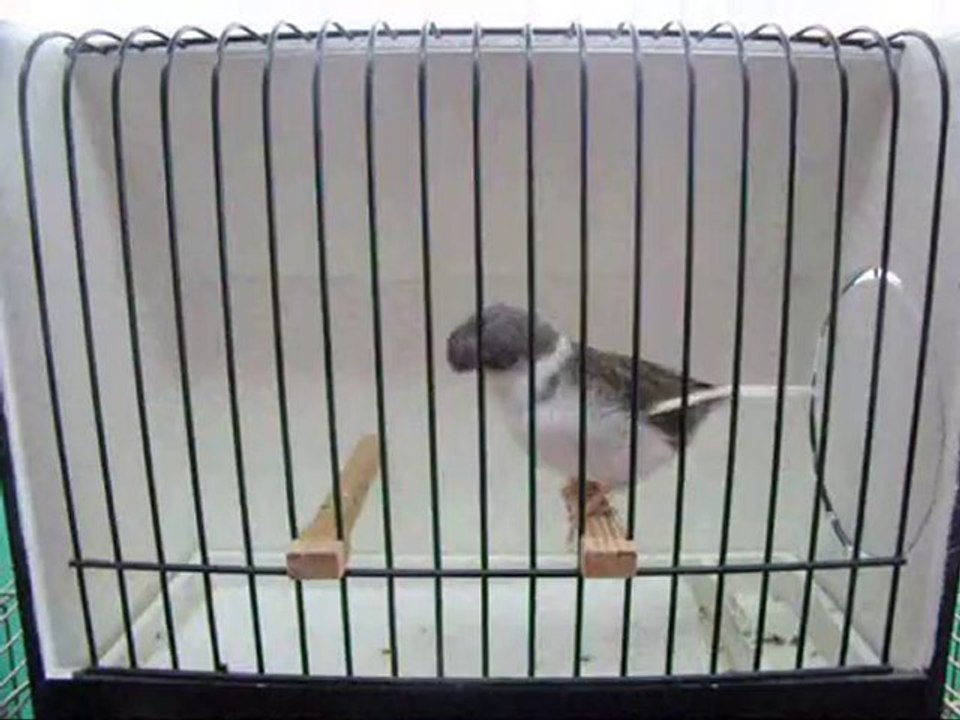 AHRAC TEPELi ERKEK | 056-2010