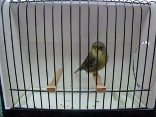 AHRAC KABAK ERKEK | 065-2010