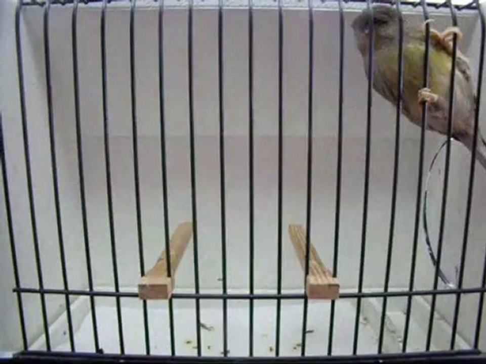 YESiL KABAK DiSi | 074-2010