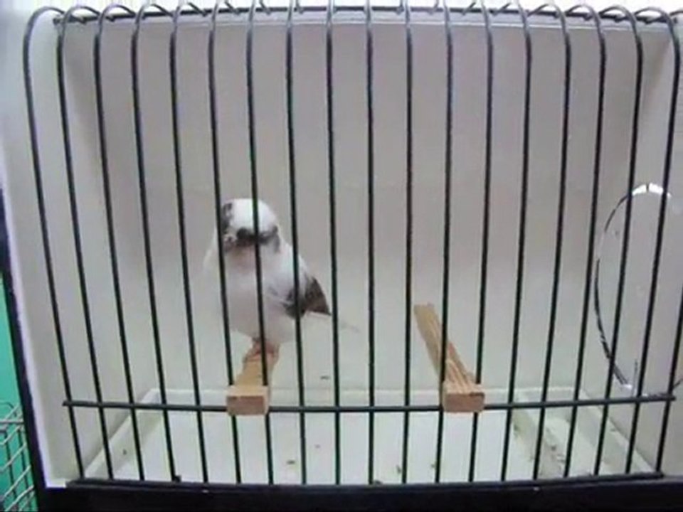 AHRAC KABAK DiSi | 081-2010