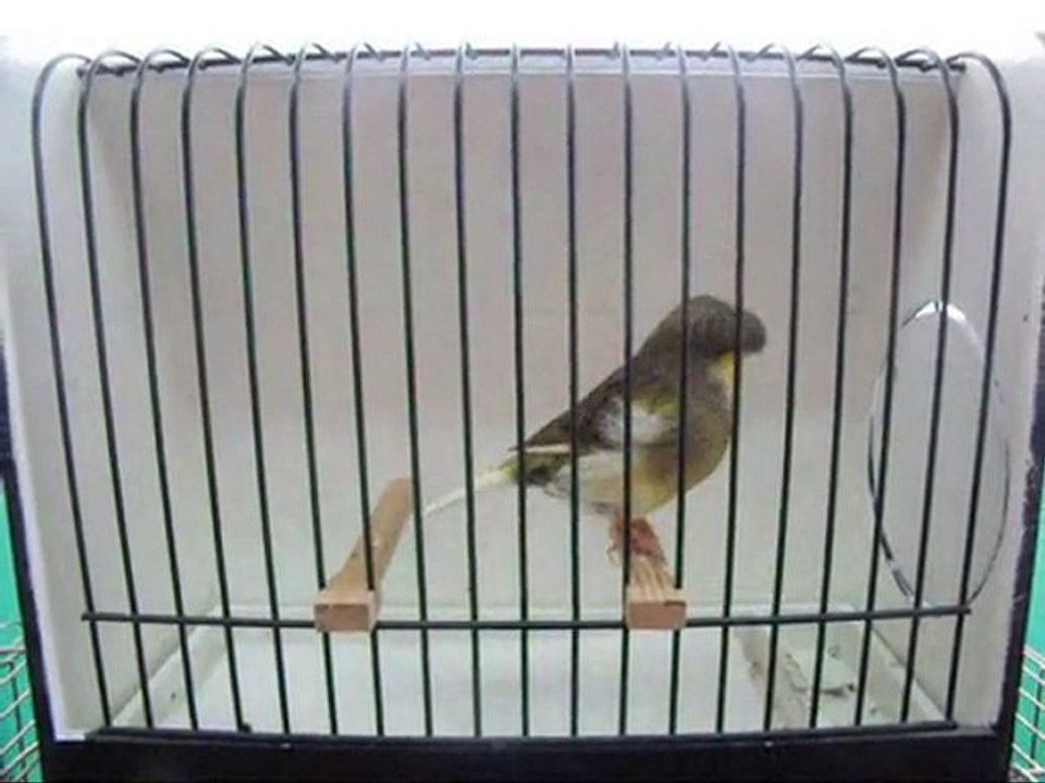 AHRAC TEPELi ERKEK | 095-2010