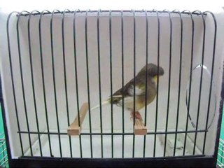 AHRAC TEPELi ERKEK | 095-2010