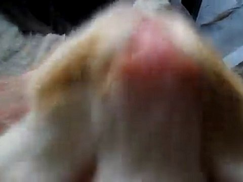 TEKIR 18.10.2010 001