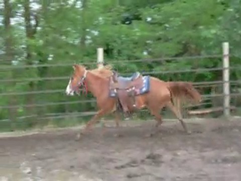 Smiley galop rond de longe