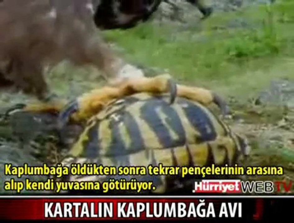 ACIMASIZ KARTALIN KAPLUMBAĞA AVI - WEB TV -- Hürriyet