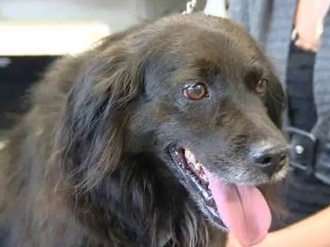 Calaisis TV : L'oeilleton LPA 1 TOILETTAGE