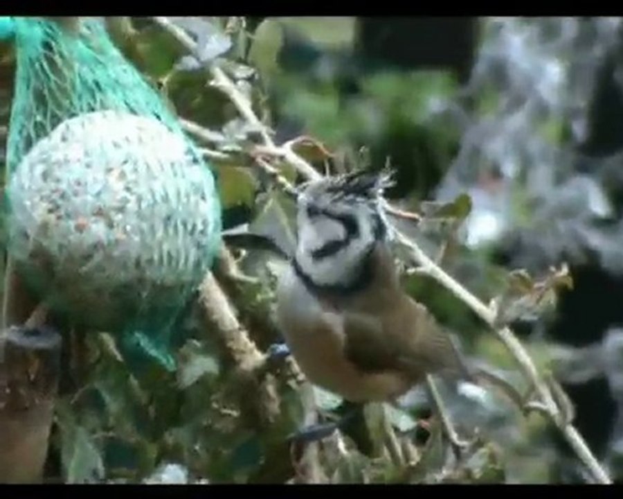 Faune du Bois Brulet, écureuil,mésanges huppées,pic-épeiche
