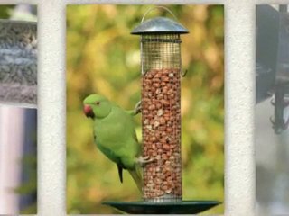 Bird Case - Taking Care of your Birds