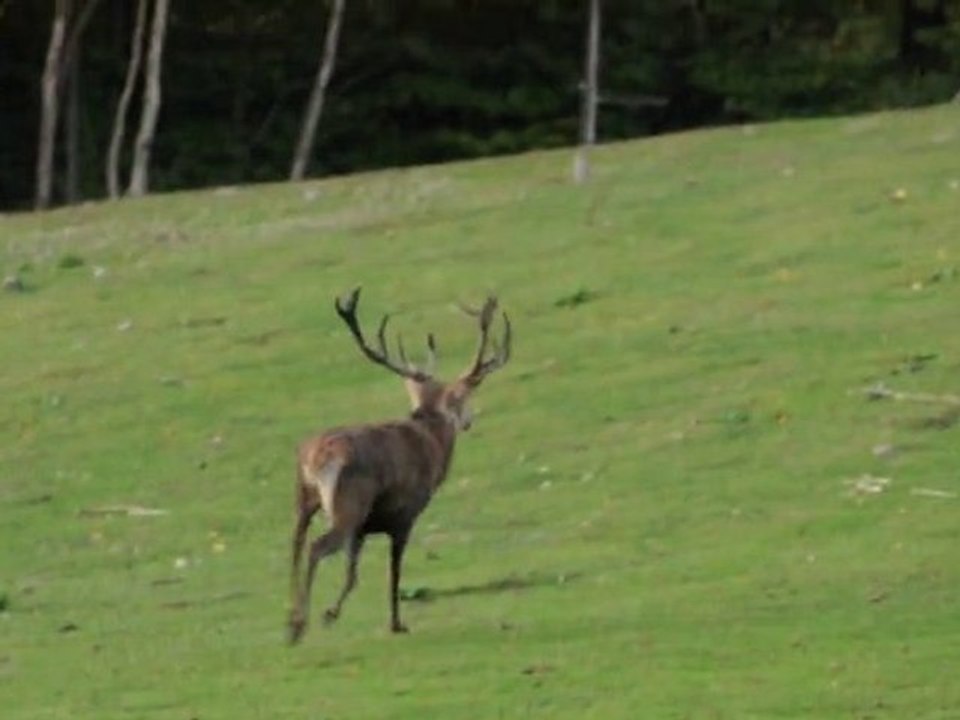 laufender Rothirsch im Wildgehege Hellenthal