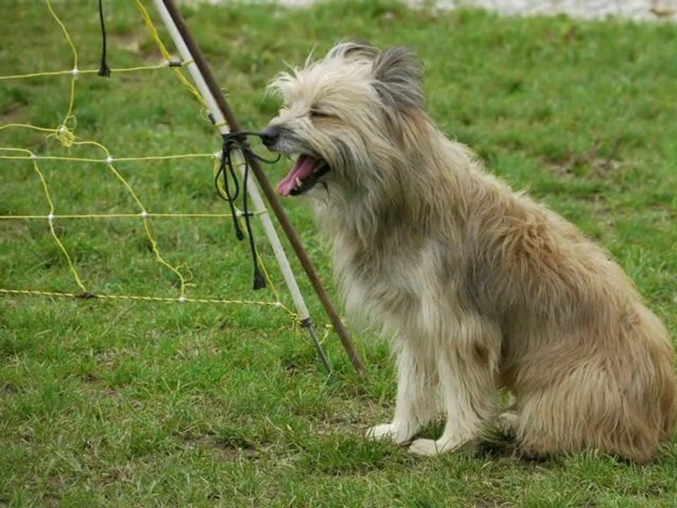 Bergers Français  EVREUX 2010
