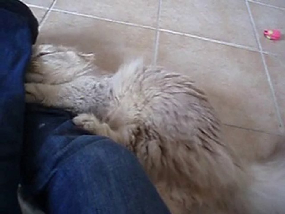 Flag, totale zenitude