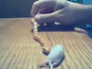 spider eating his grub