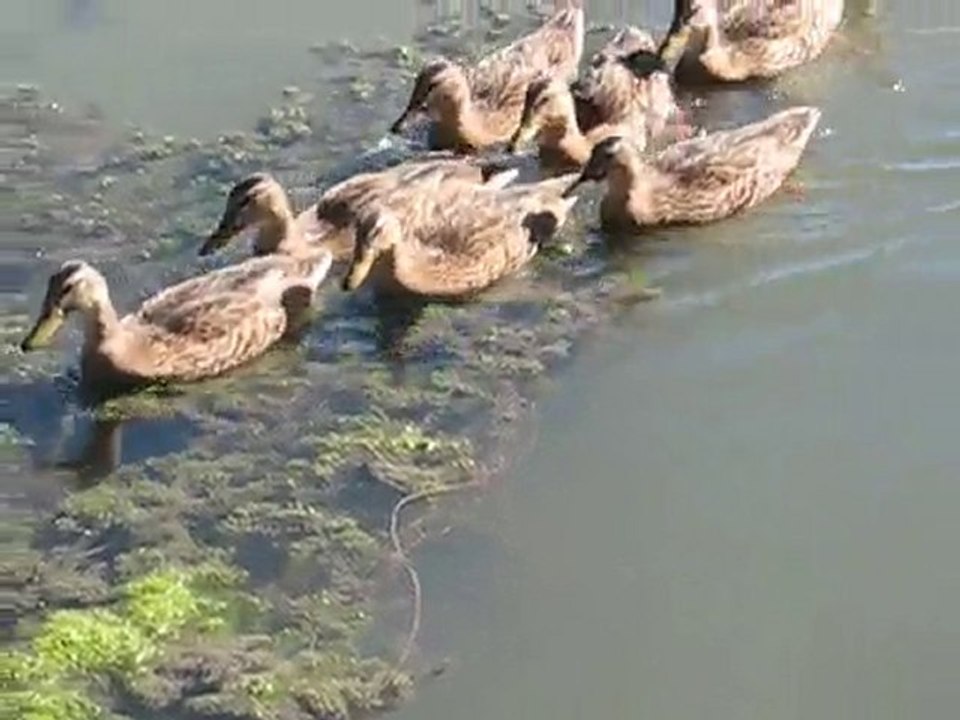 La Flèche : canards
