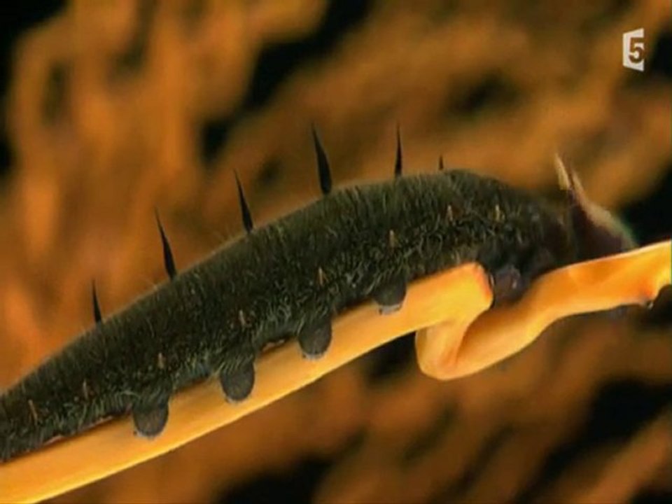 surprenantes petites bêtes (changer de peau) partie1